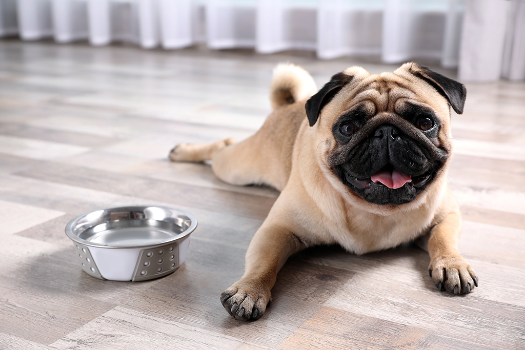 Cute pug dog suffering from heat stroke near bowl of water on floor at home