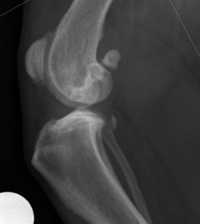 Cruciate Disease before X-ray