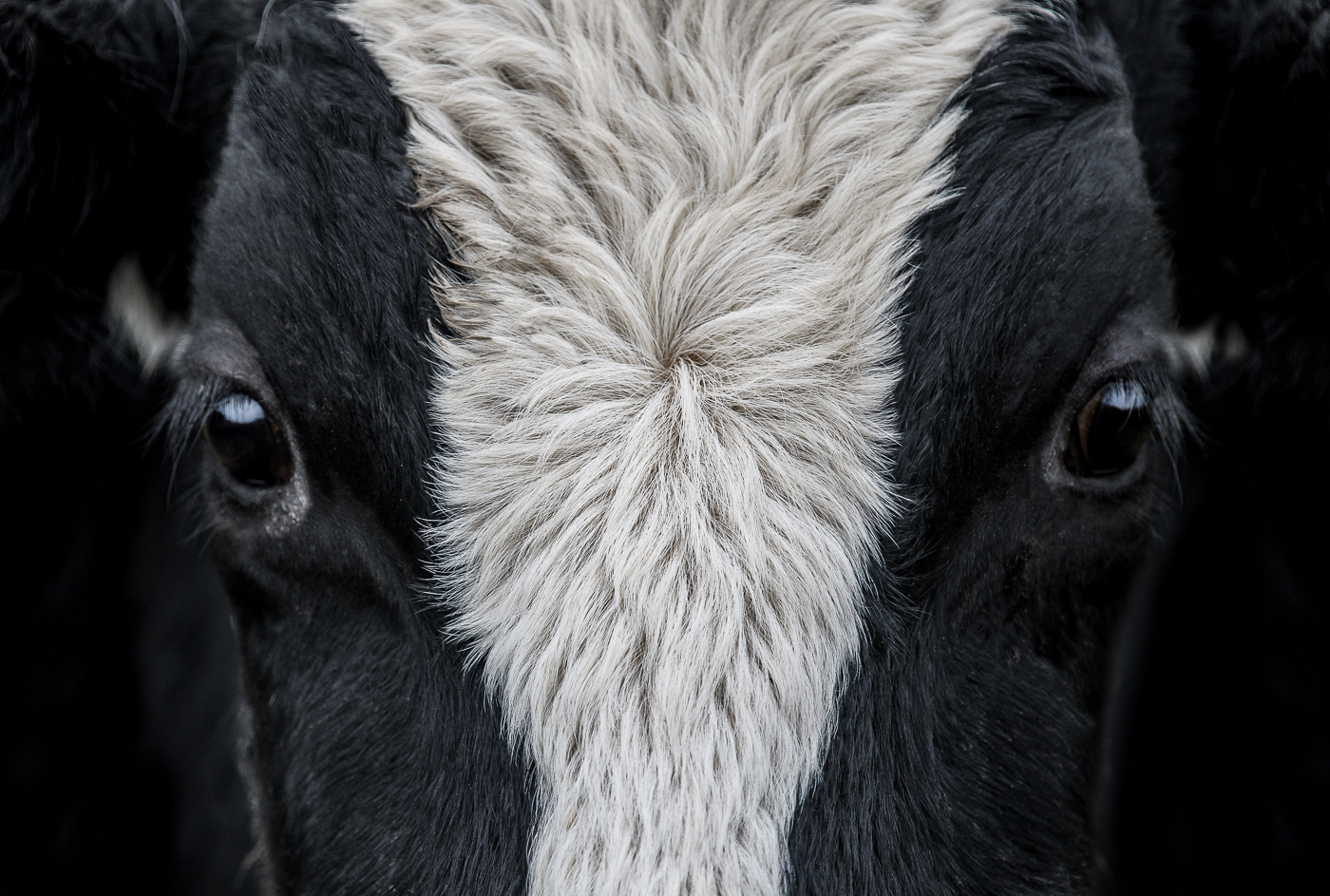 Close up of black and white cow's face