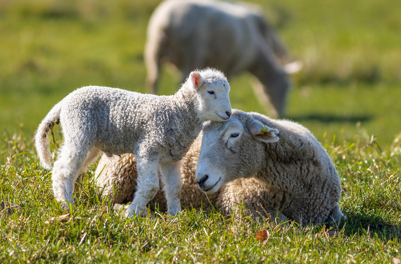 Ewe and her lamb
