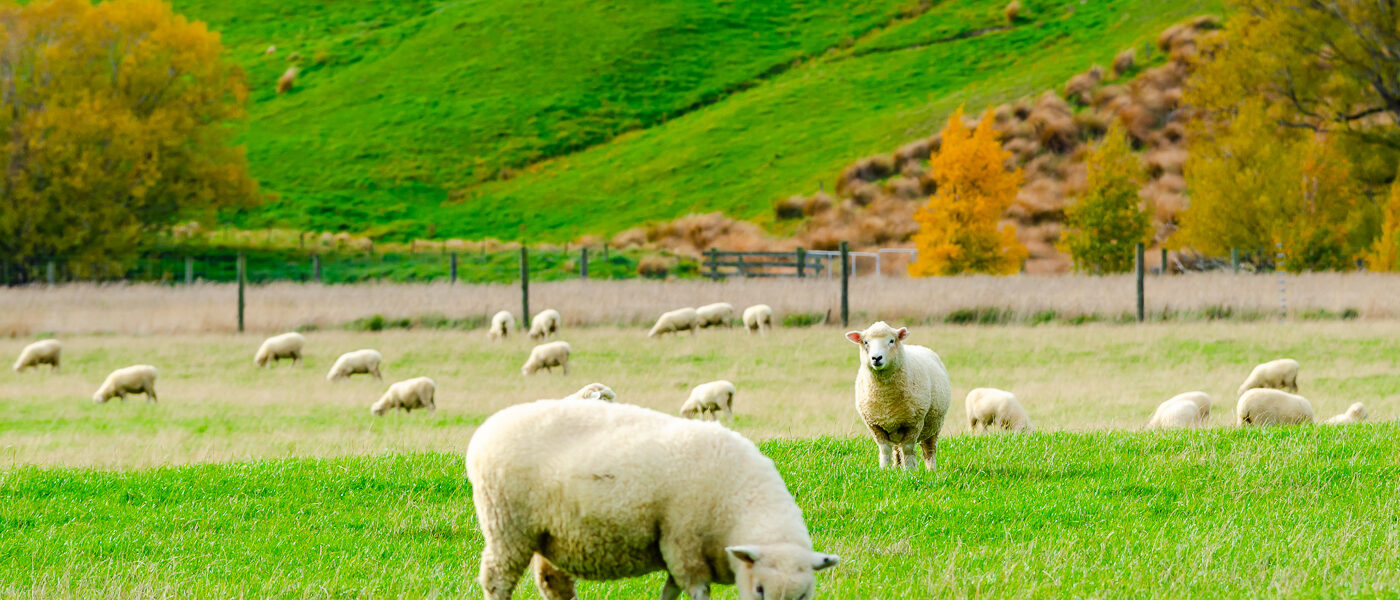 Sheep in a field