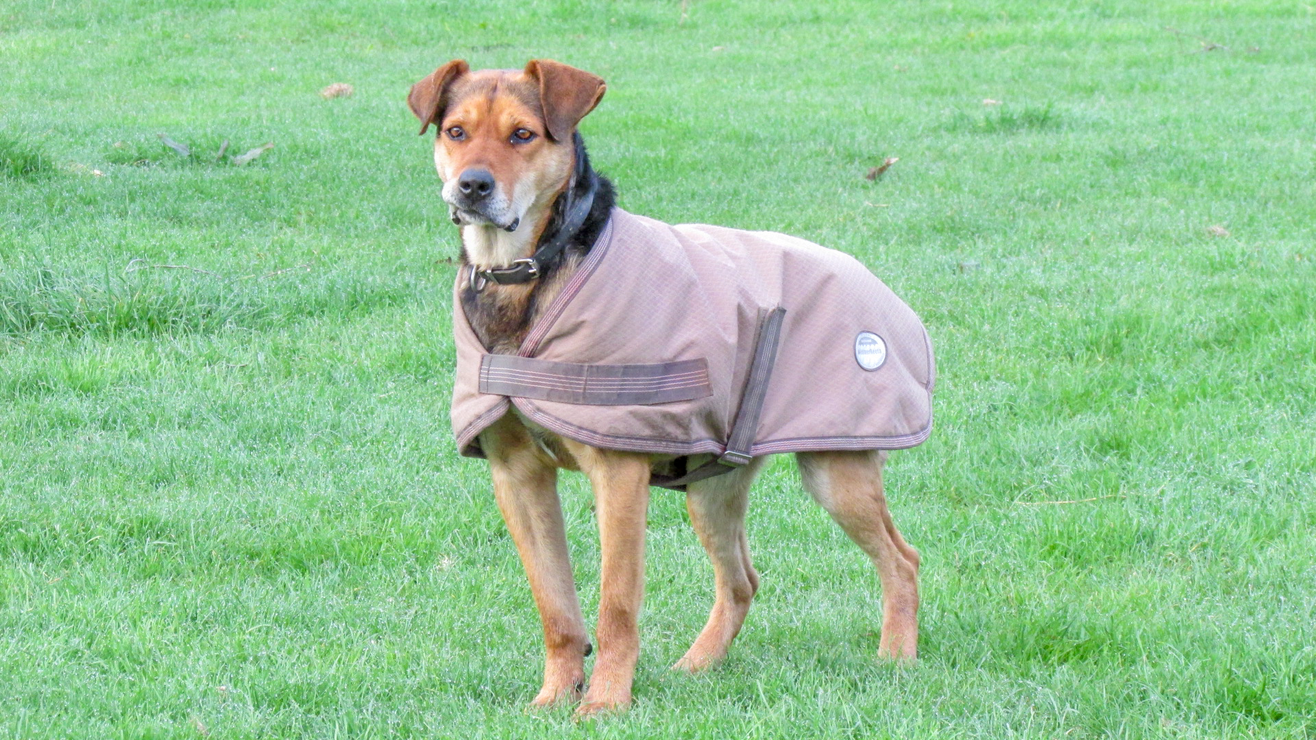 Working dog in coat