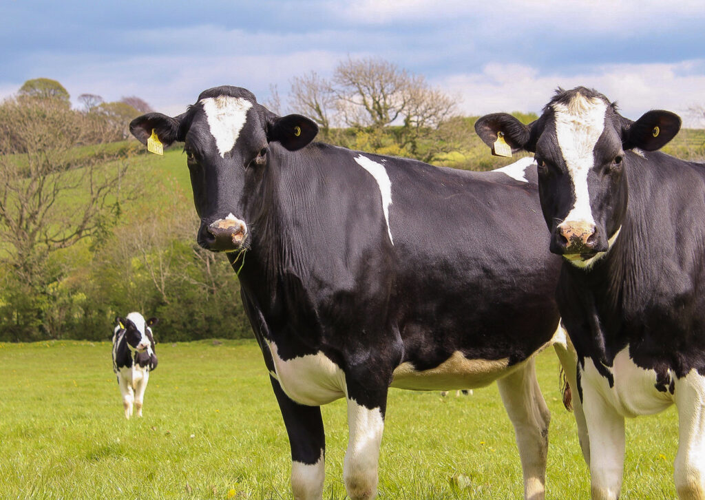 Cows in a field