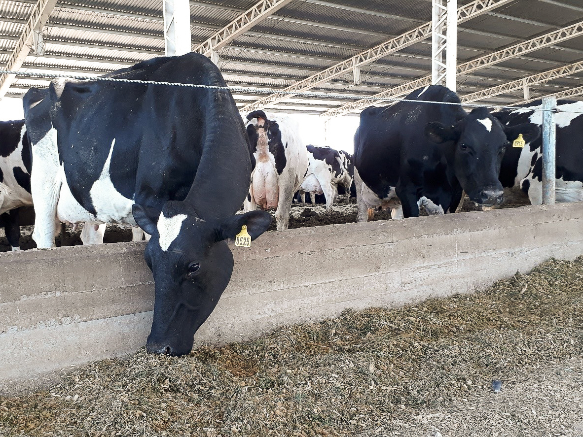 Cows at feeding time