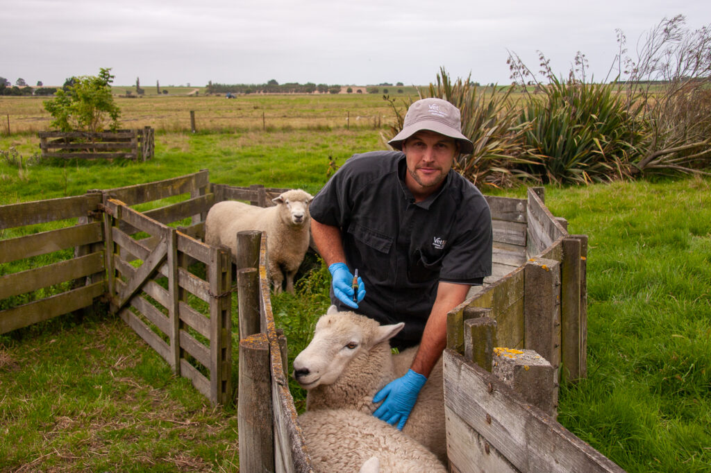 Vetlife vet tech working with sheep