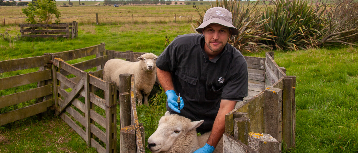 Vetlife vet tech working with sheep