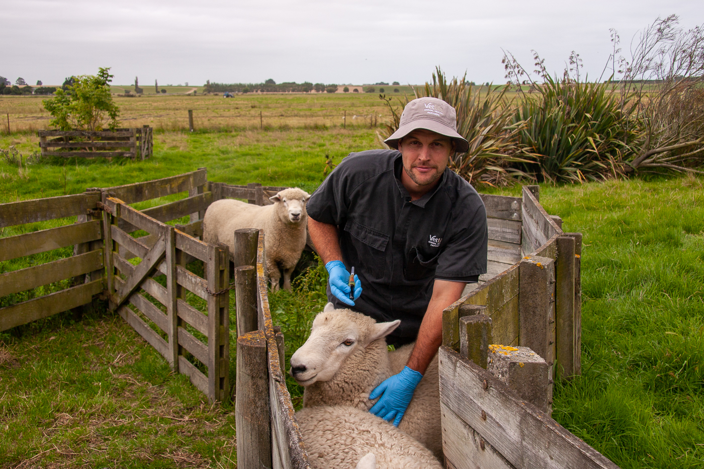 Vetlife vet tech working with sheep