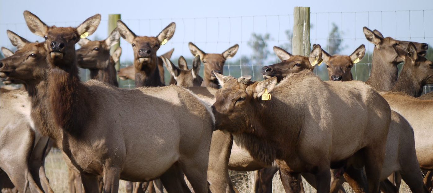 Managing stags post-rut