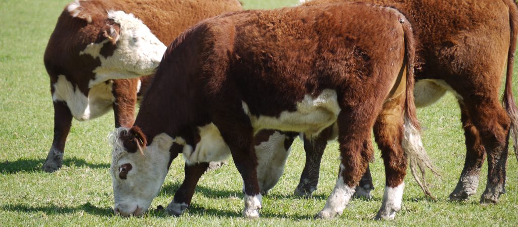 A trio of bulls