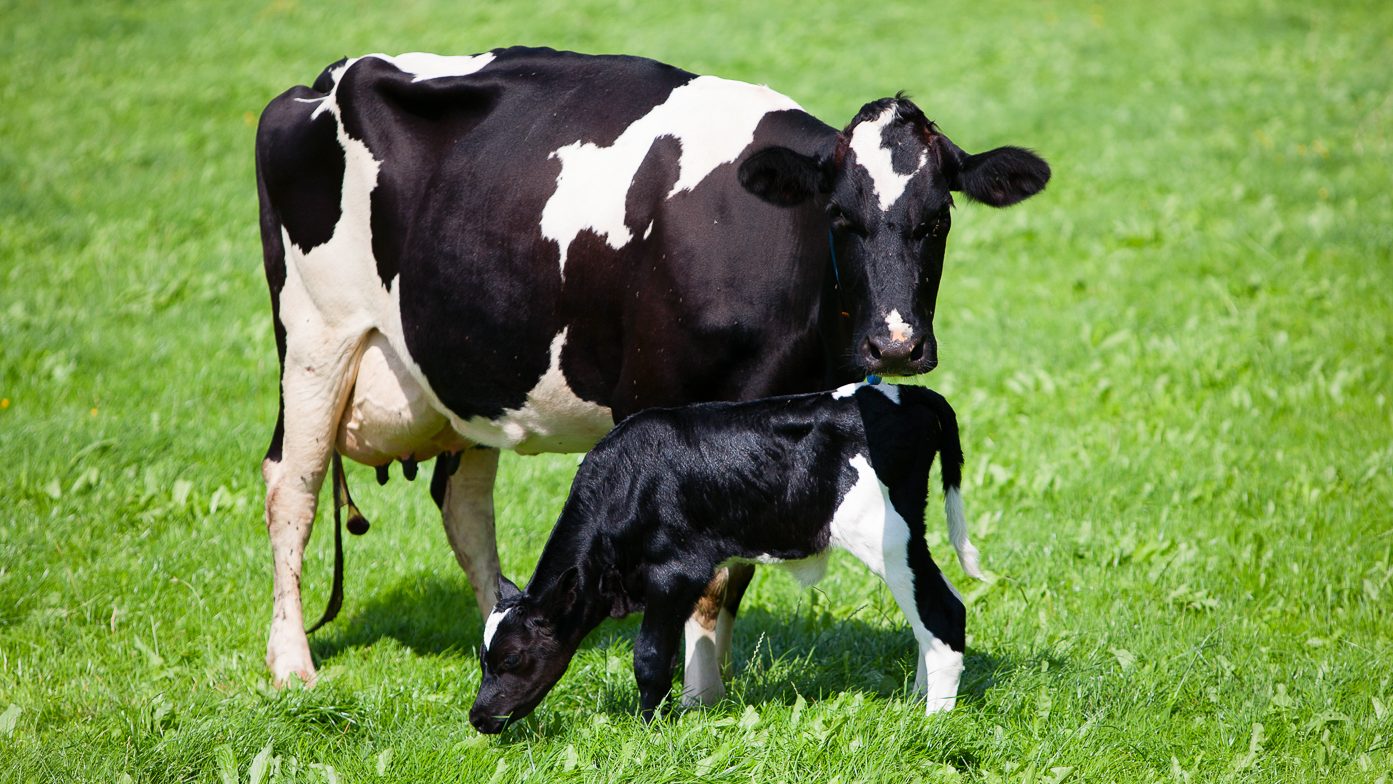 A cow and her calf