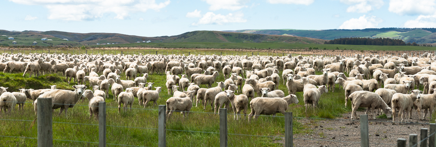 A field of ewes