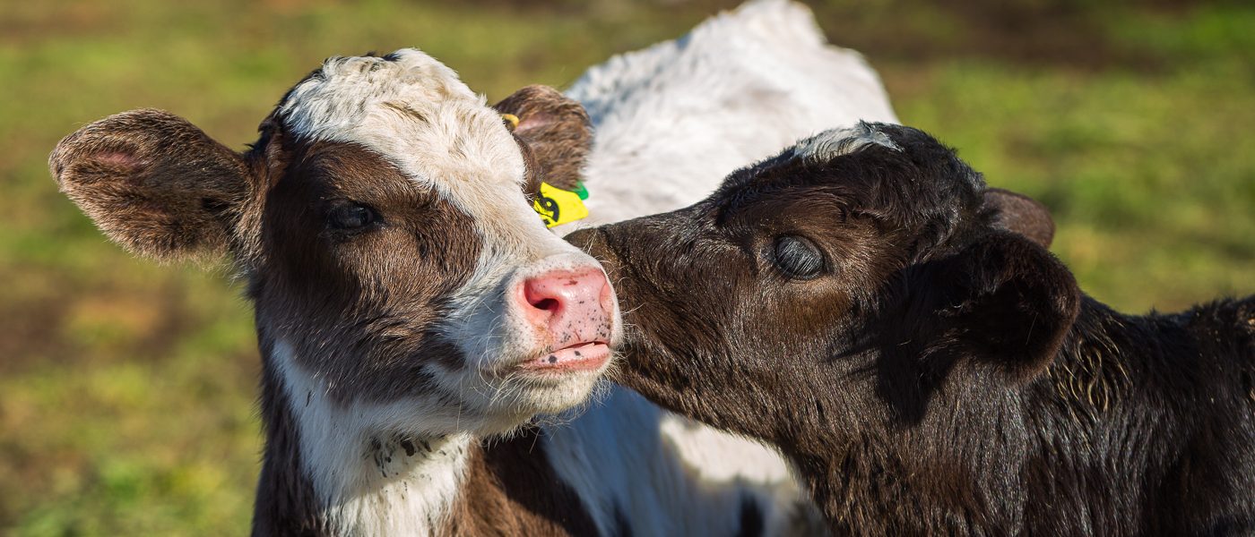 Calves can spread zoonotic diseases