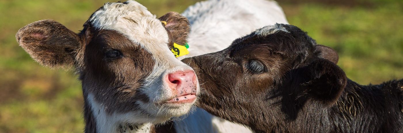 Calves can spread zoonotic diseases