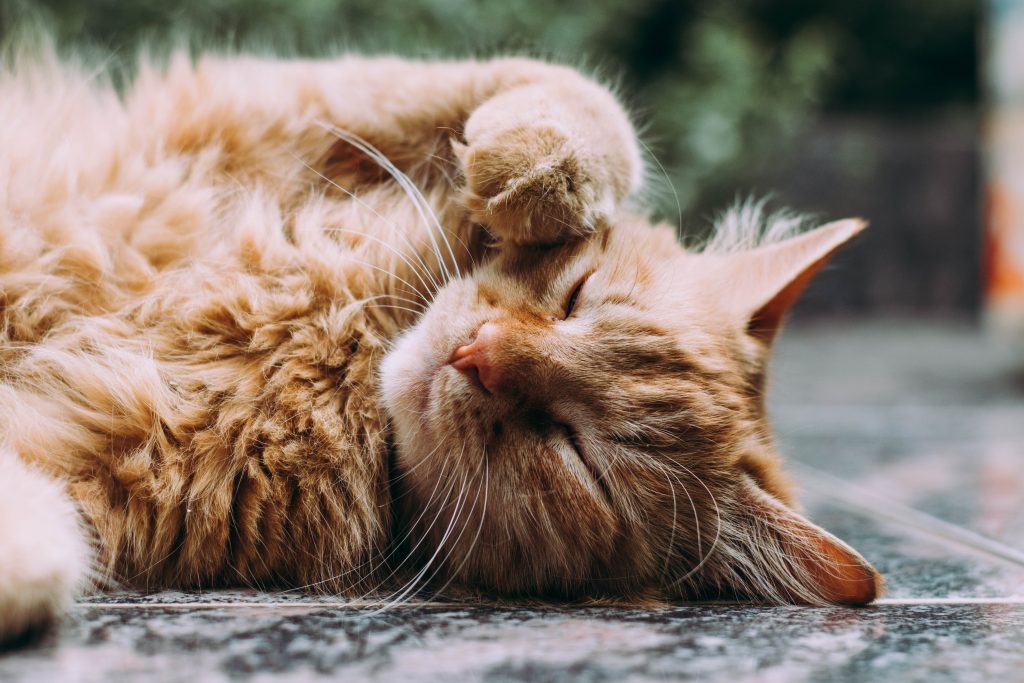 happy cat stretching onground