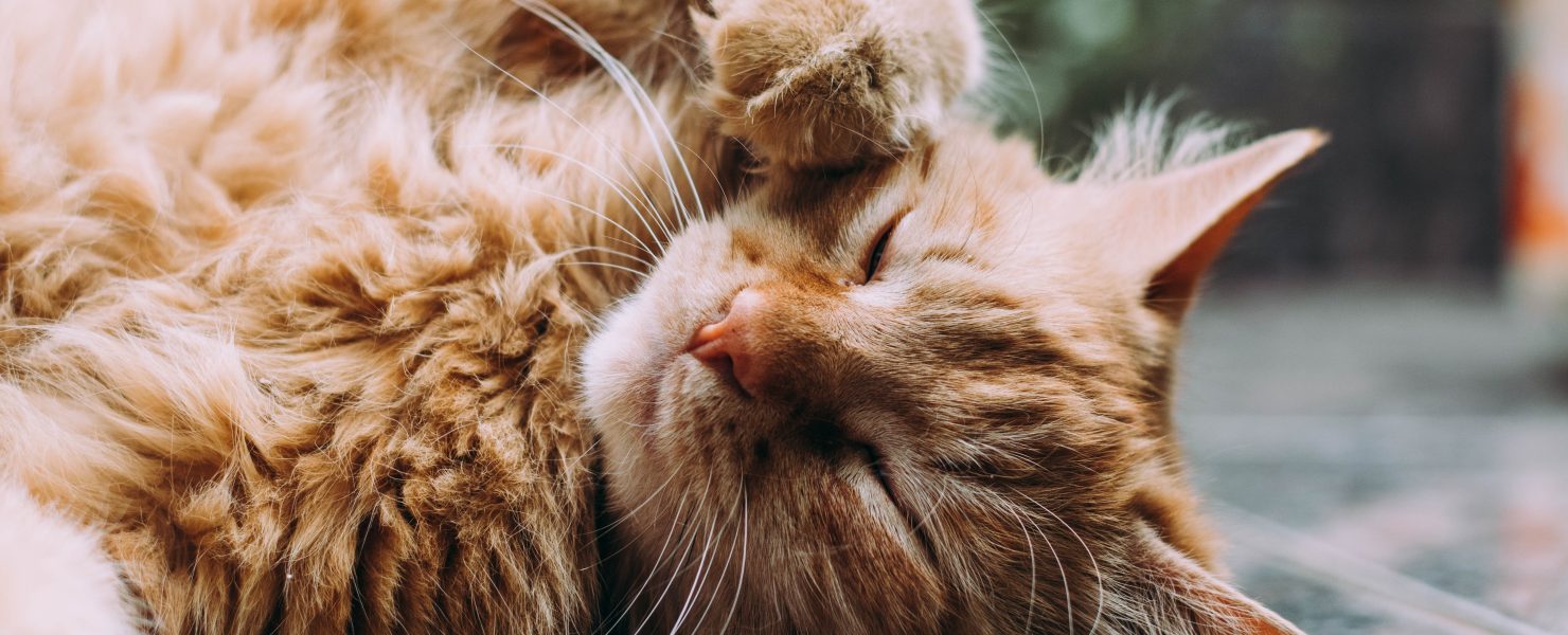 happy cat stretching onground