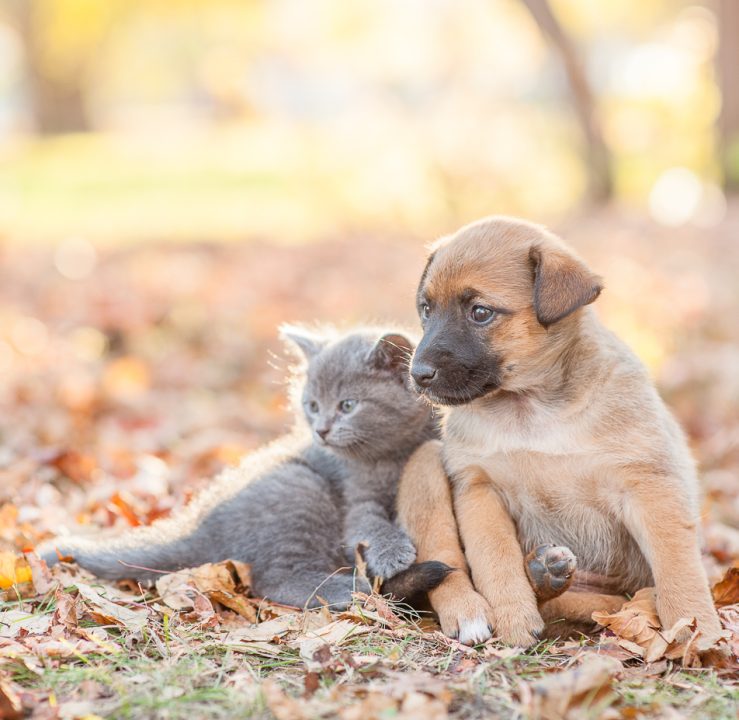 Kitten and puppy outdoors
