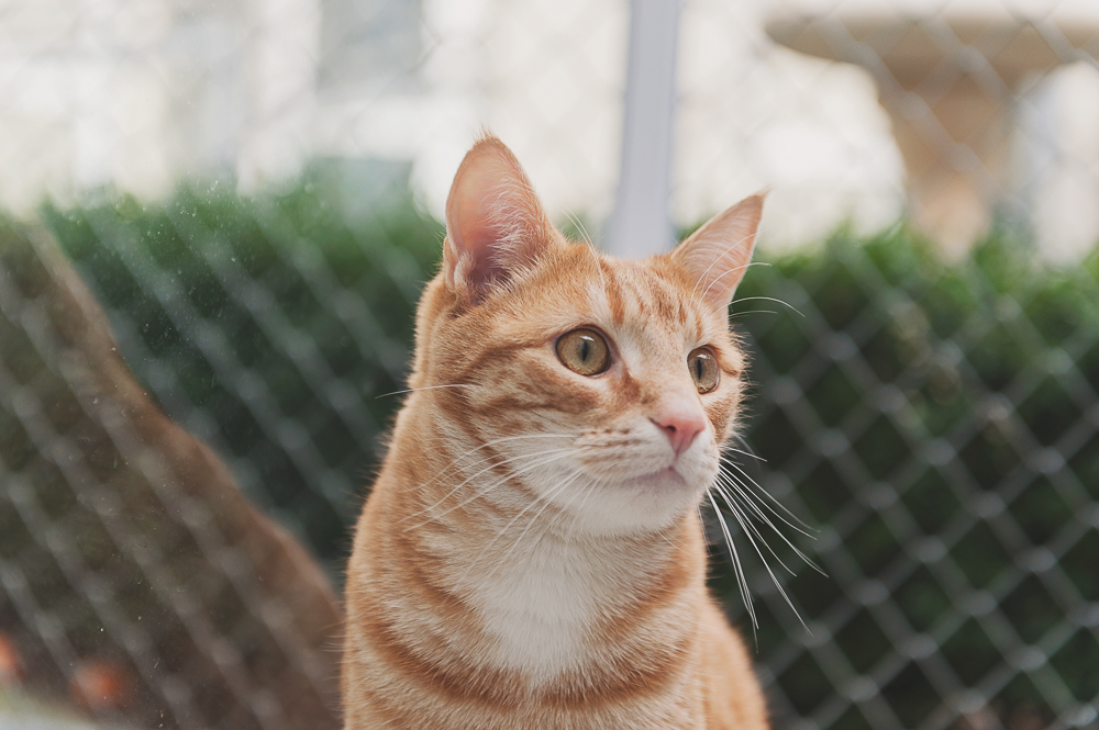 Ginger cat at cattery