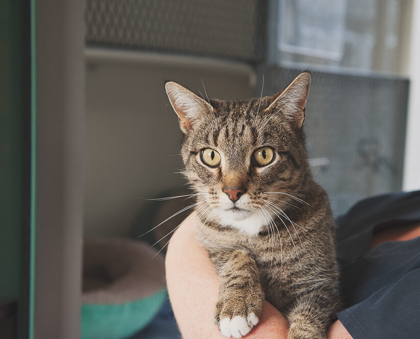 Tabby Cat at Vetlife Timaru Cattery