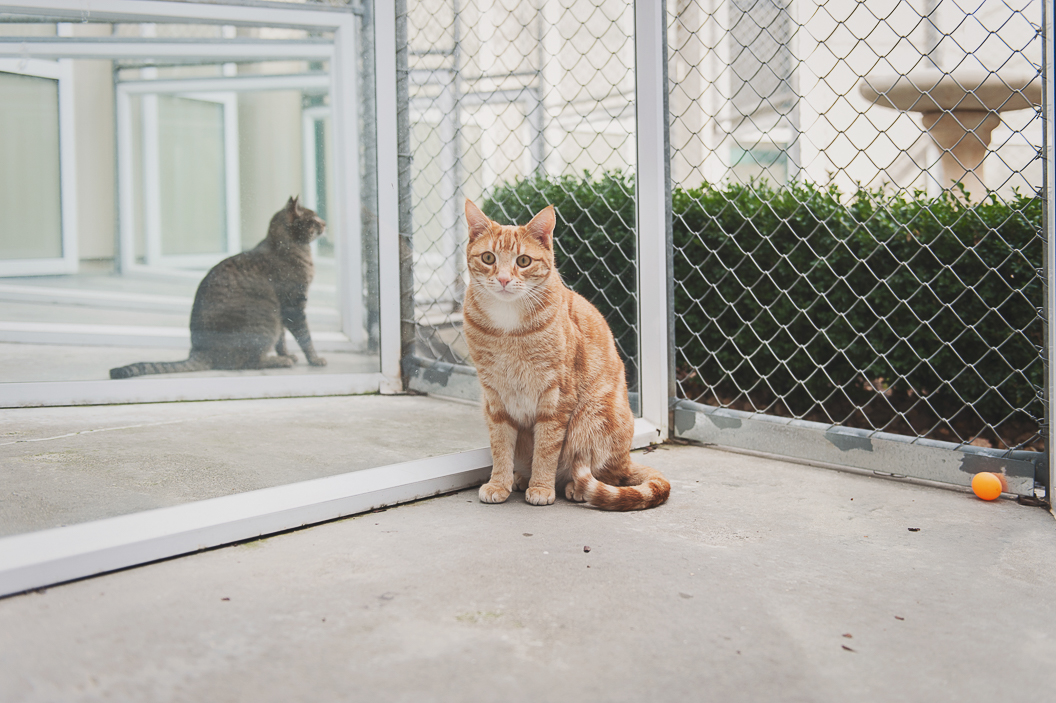 Two cats in outside area at Vetlife Timaru Cattery