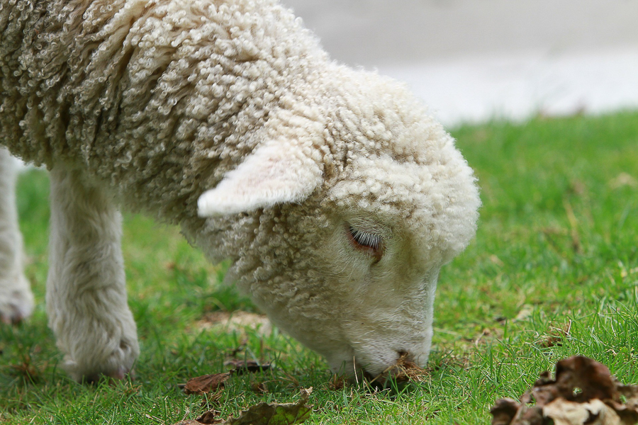 Grazing lamb