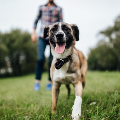 Dog being walked