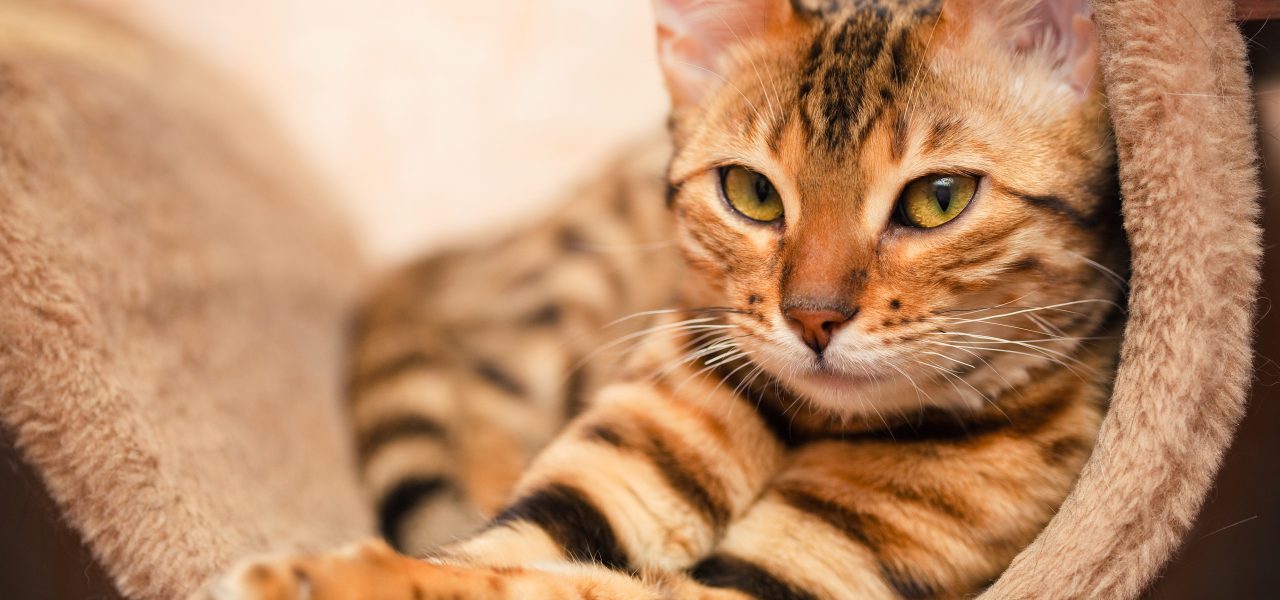 Bengal cat curled up in cat frame