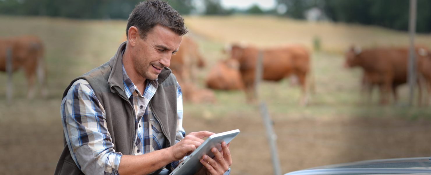 Dairy farmer using tablet