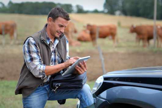 Farmer using tablet in cow field