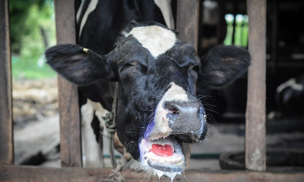 Cow with foot and mouth