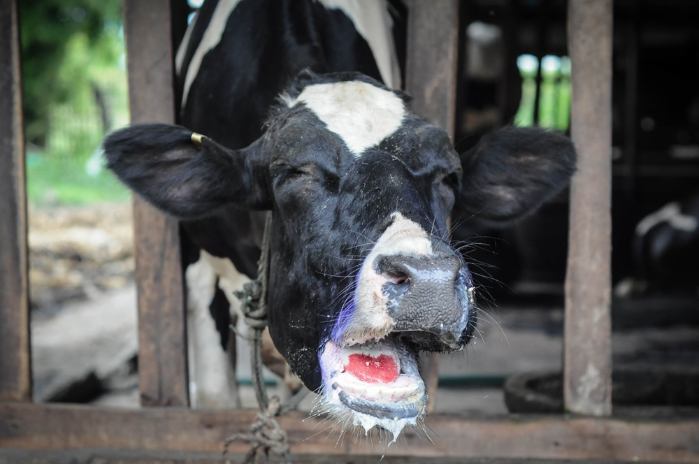 Cow with foot and mouth