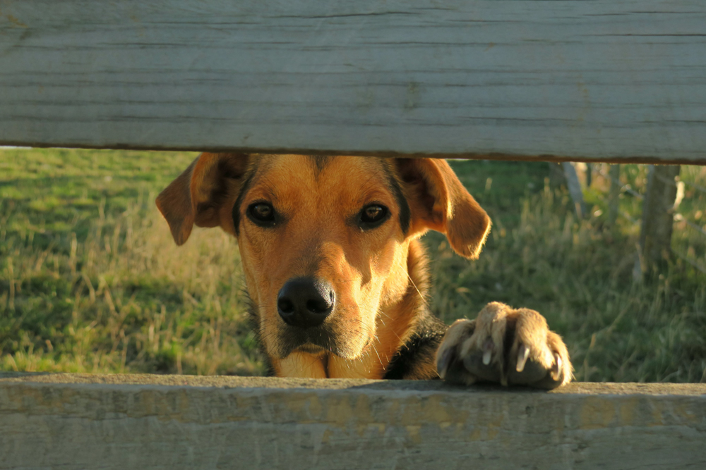 Working dog looking out from between two fence posts