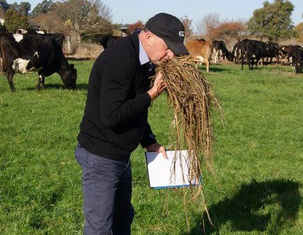 Silage being checked