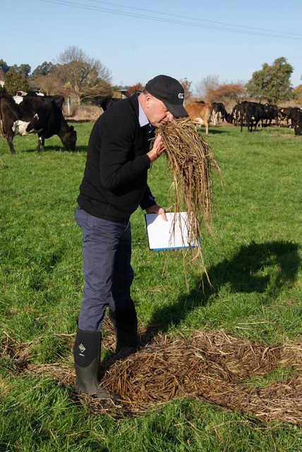 Silage being checked