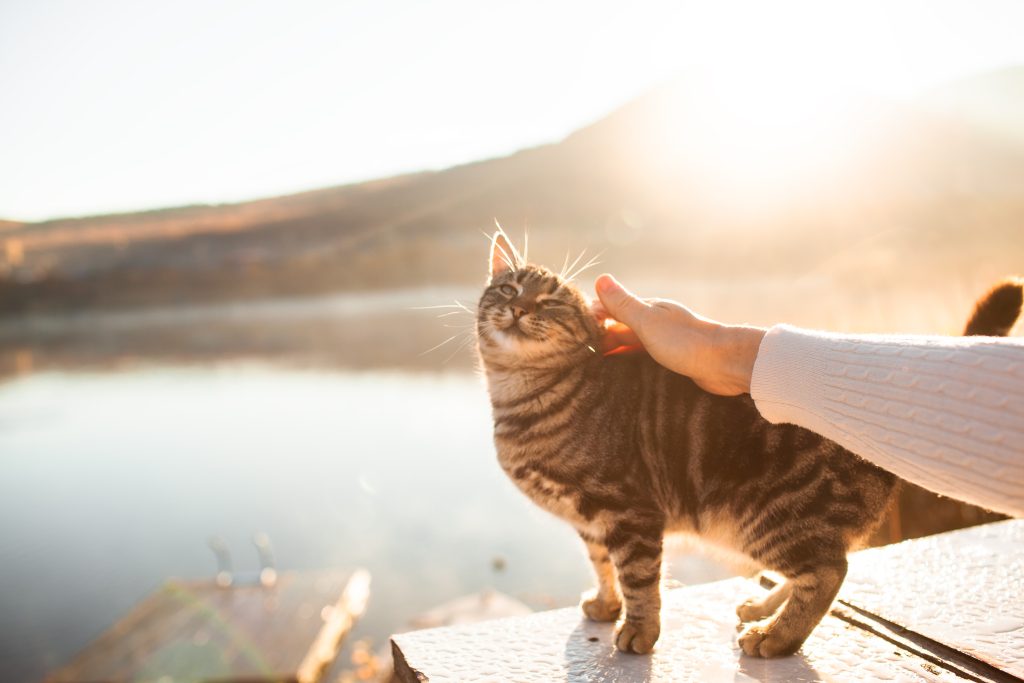 Cat by lake being stroked