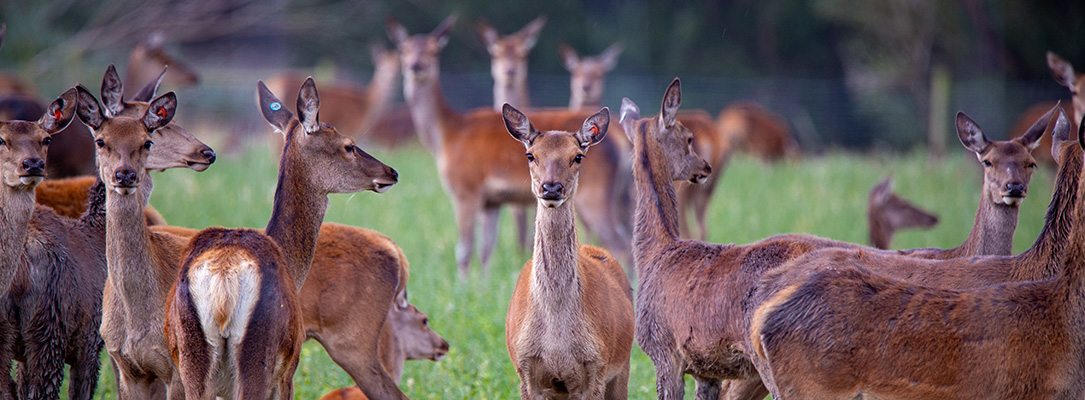 a field of deer