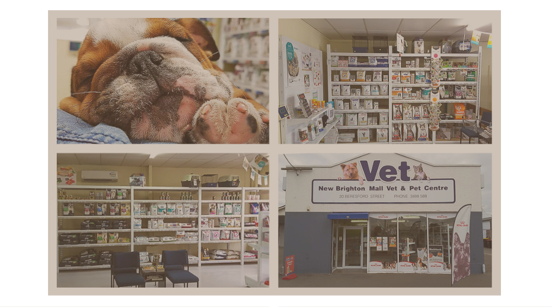 Vetlife New Brighton in Christchurch veterinary practice