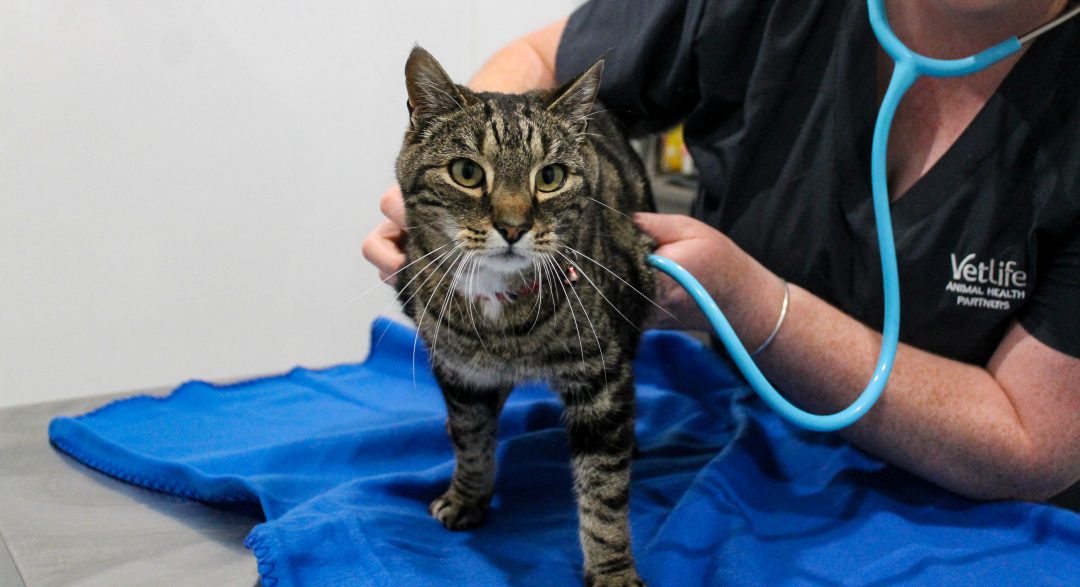 A tabby cat receiving a vet consult