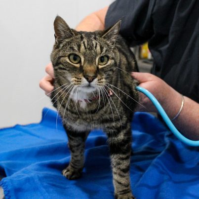 A tabby cat receiving a vet consult