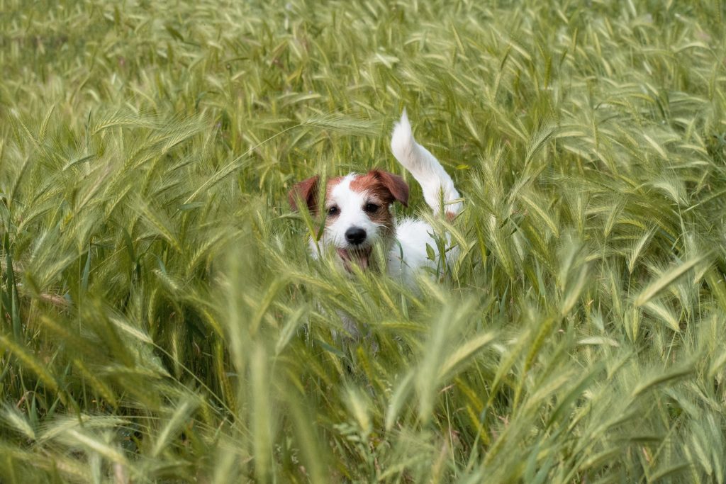 A dog running through barley grass