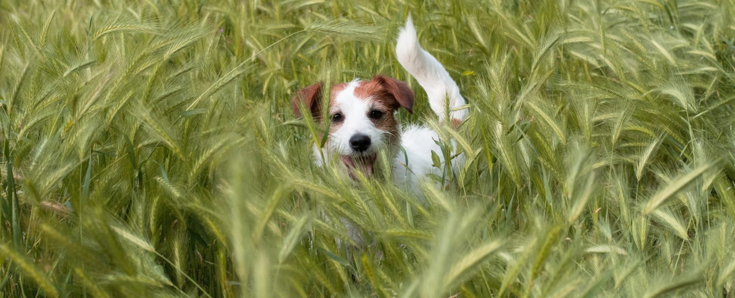 A dog running through barley grass