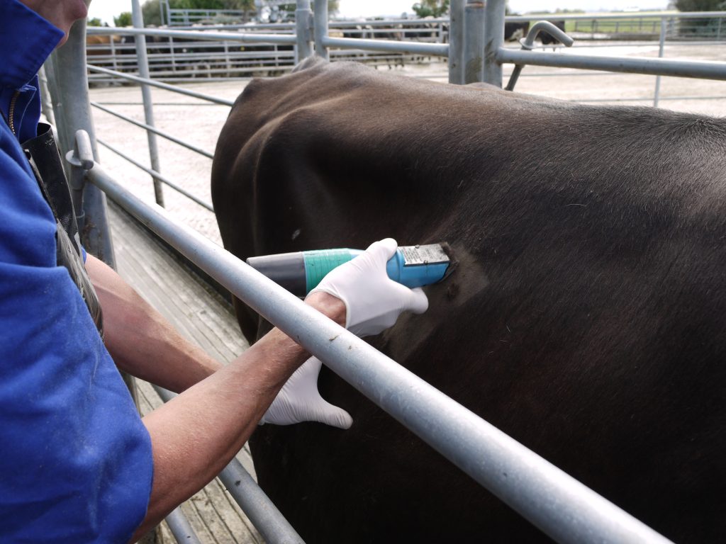 prepping for a liver biopsy test on a cattle beast