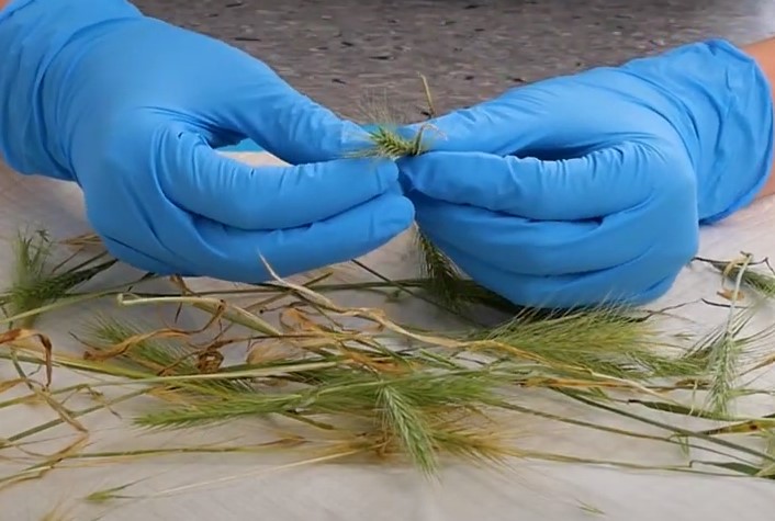 Barley Grass Seed being handled by vet