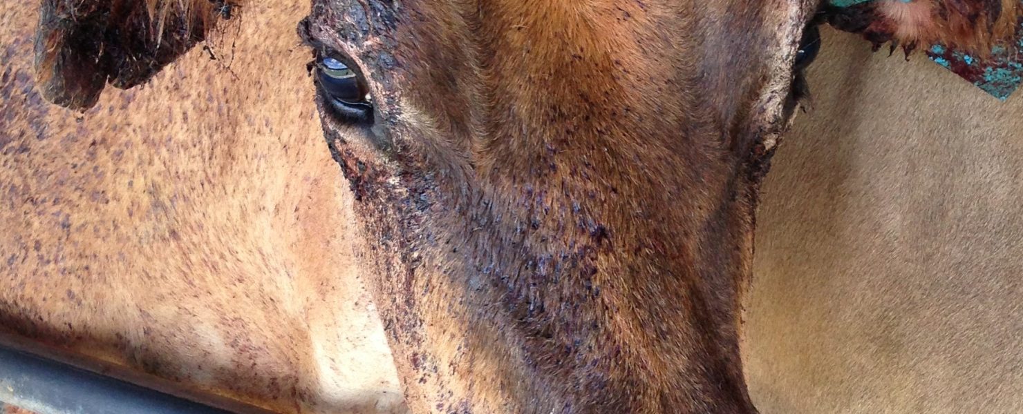 Facial eczema on a cow