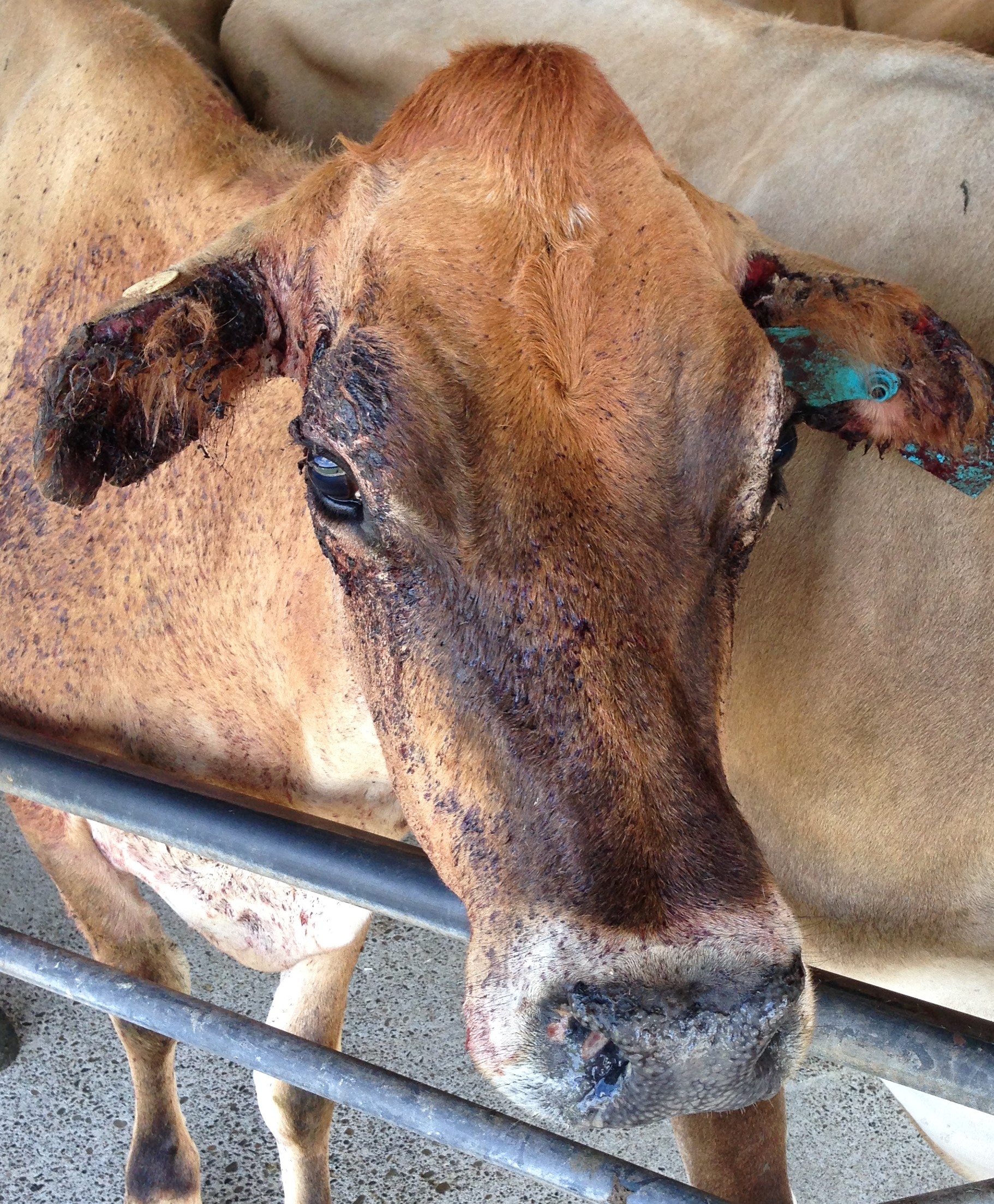 Facial eczema on a cow