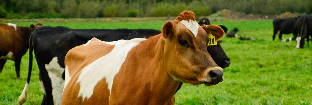 Cow with brown and white markings in a field