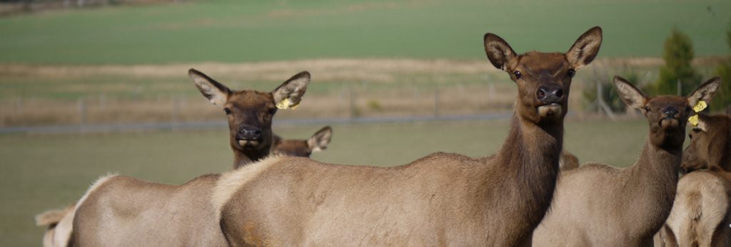 Hind deer need scanning