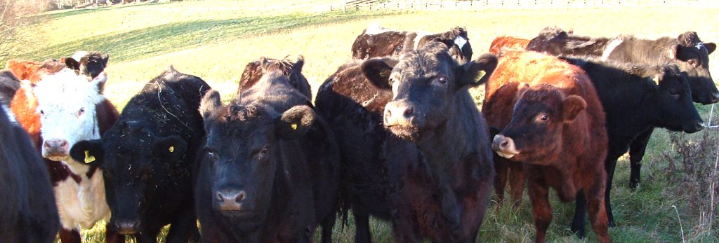Cattle in a field