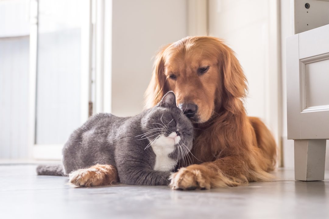 healthy cat and dog