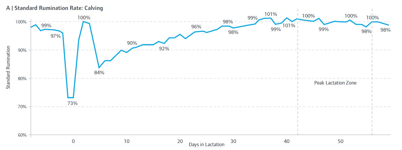 Rumination chart showing post calving feeding check