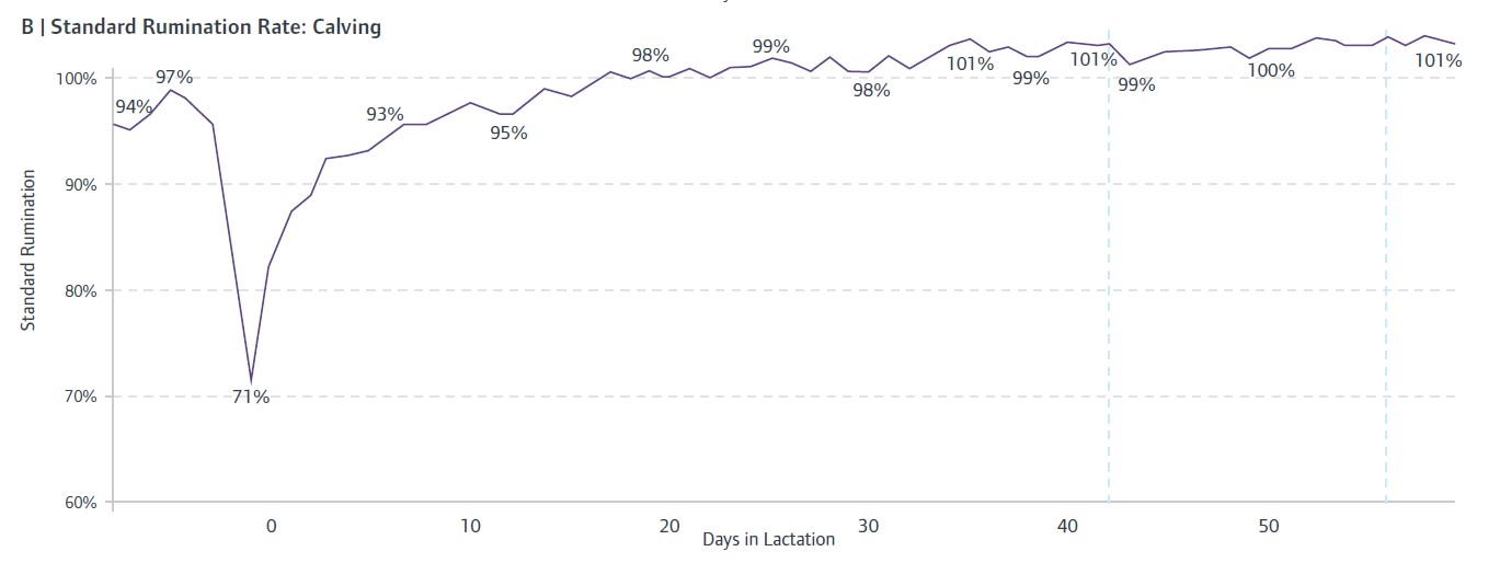 Rumination chart showing fast recovery time post calving